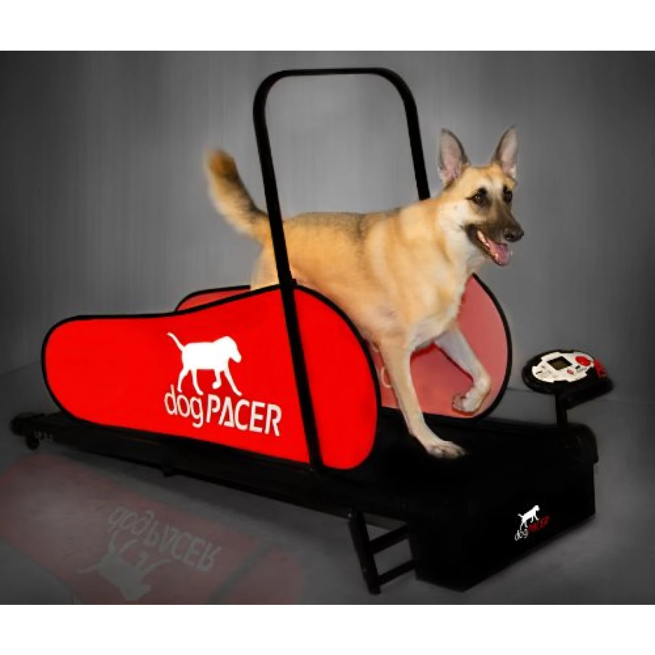 dogPACER 91641 LF 3.1 Full Size Dog Pacer Treadmill, Black and Red