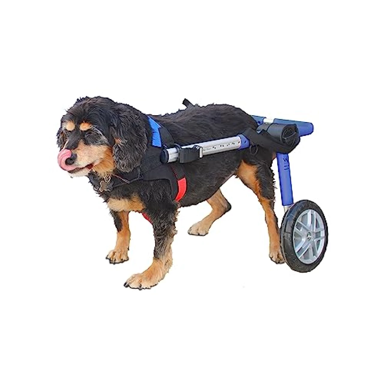 Walkin&rsquo; Wheels Dog Wheelchair - for Medium Dogs 26-49 lbs - Veterinarian Approved - Dog Wheelchair for Back Legs