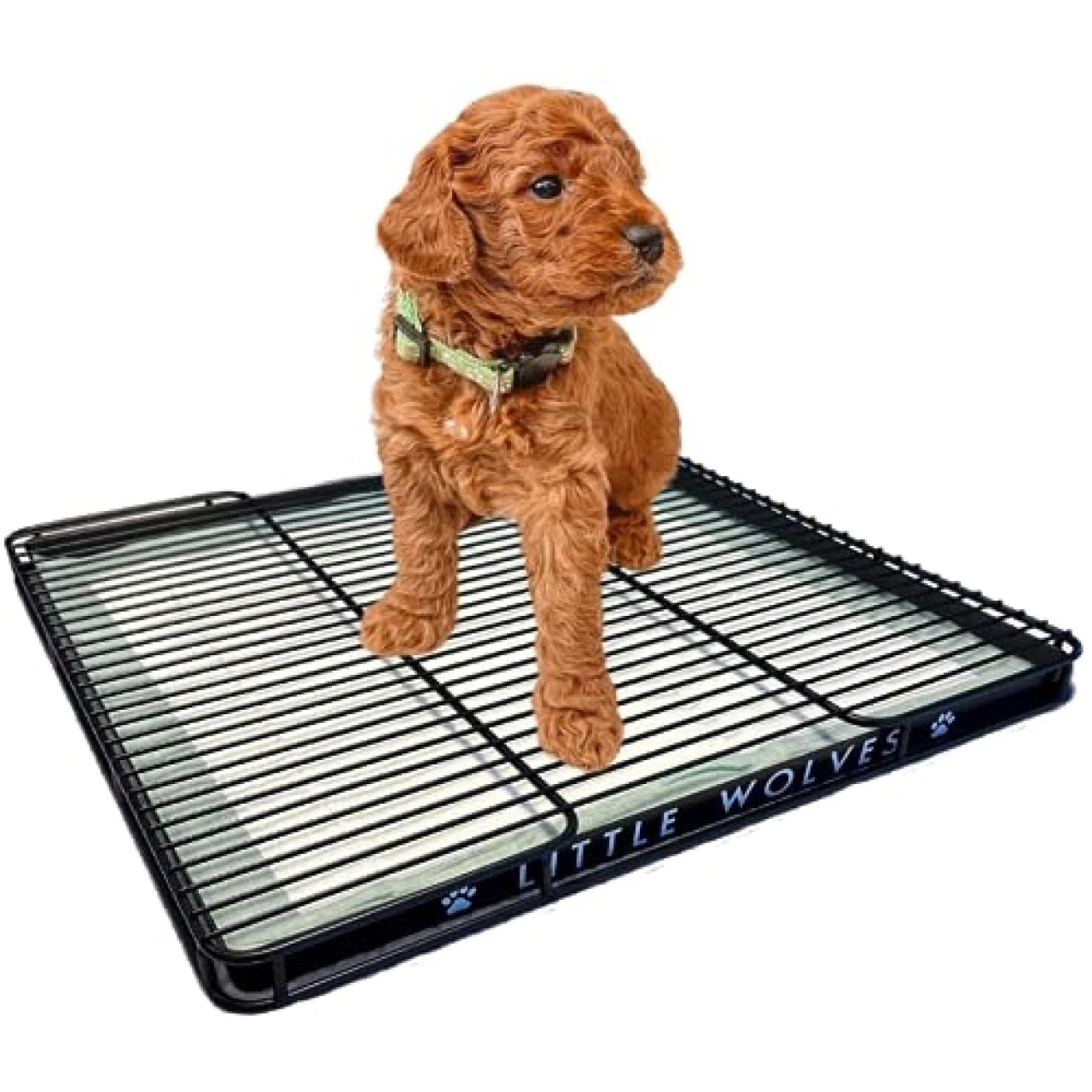 Little Wolves Puppy Potty Tray Essentials: 22x22 Tray w/Dog Pee Pads